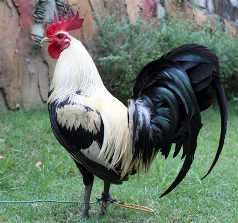 sabong chicken talk|working man's keep for gamefowl.